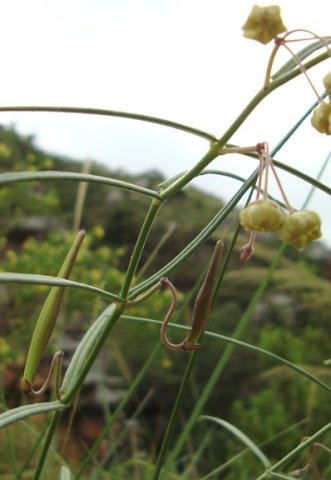 Asclepias praemorsa erect fruits